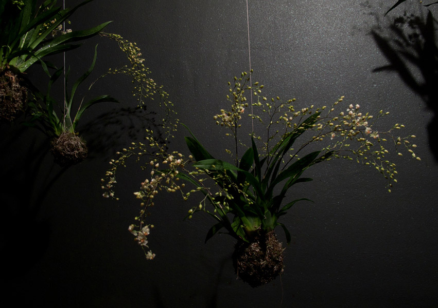 Fedor Van der Valk 打造室内绿洲 · 创意日本园林风格-4