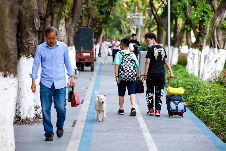 渝州路奥体路绿化改造项目丨中国重庆丨道合设计五所-56