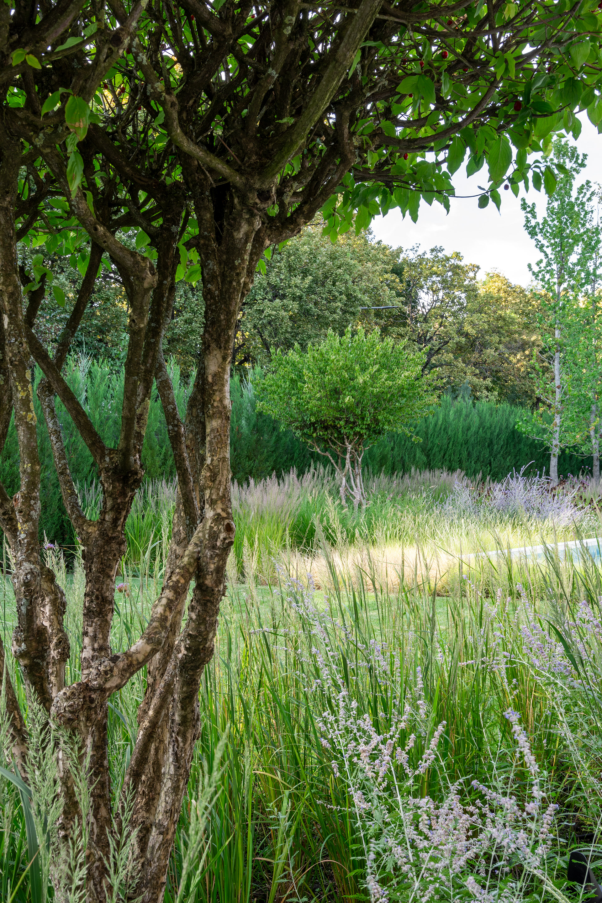 SERENITY GARDEN 景观设计-10