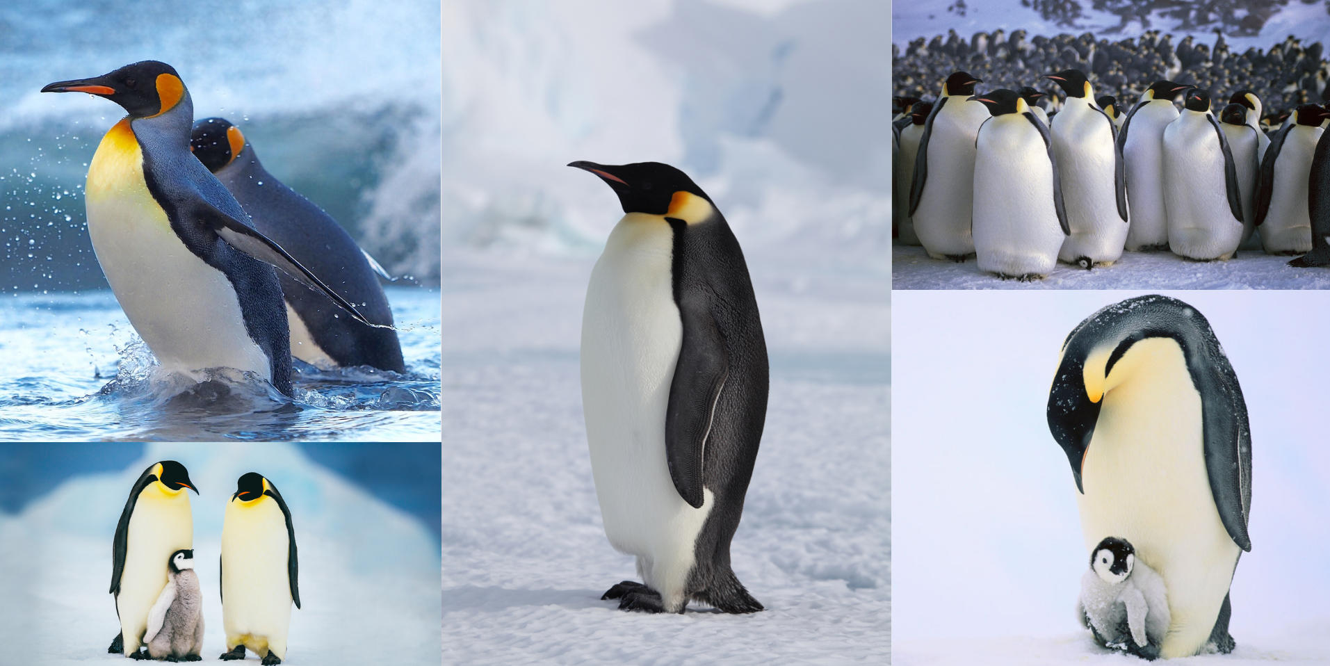 企鹅（花瓶）自然与形式丨Rahul Ashok Barve-15