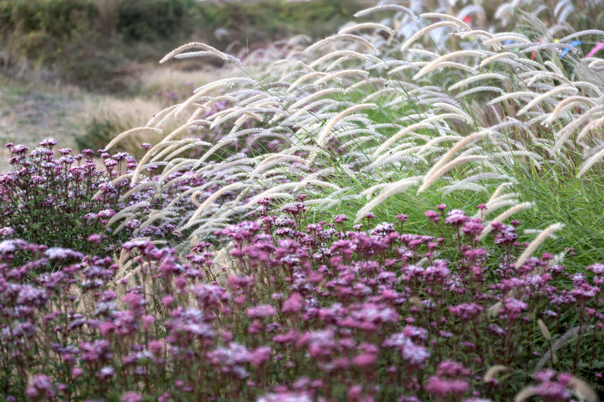 多岛海野草公园丨中国日照丨孔祥伟工作室-143