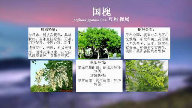 秋凌景观陪伴你学习的第3128天-4