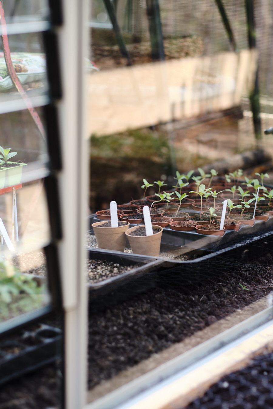 Creating a cottage garden - Lobster and Swan-19