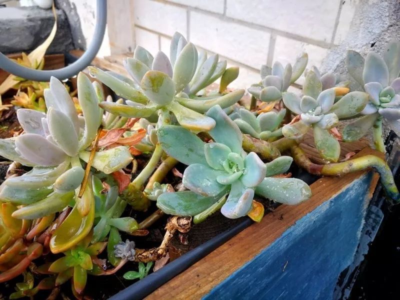 不惑之年,他自己动手建了一座楼顶花园,养花种菜喂鱼……-139