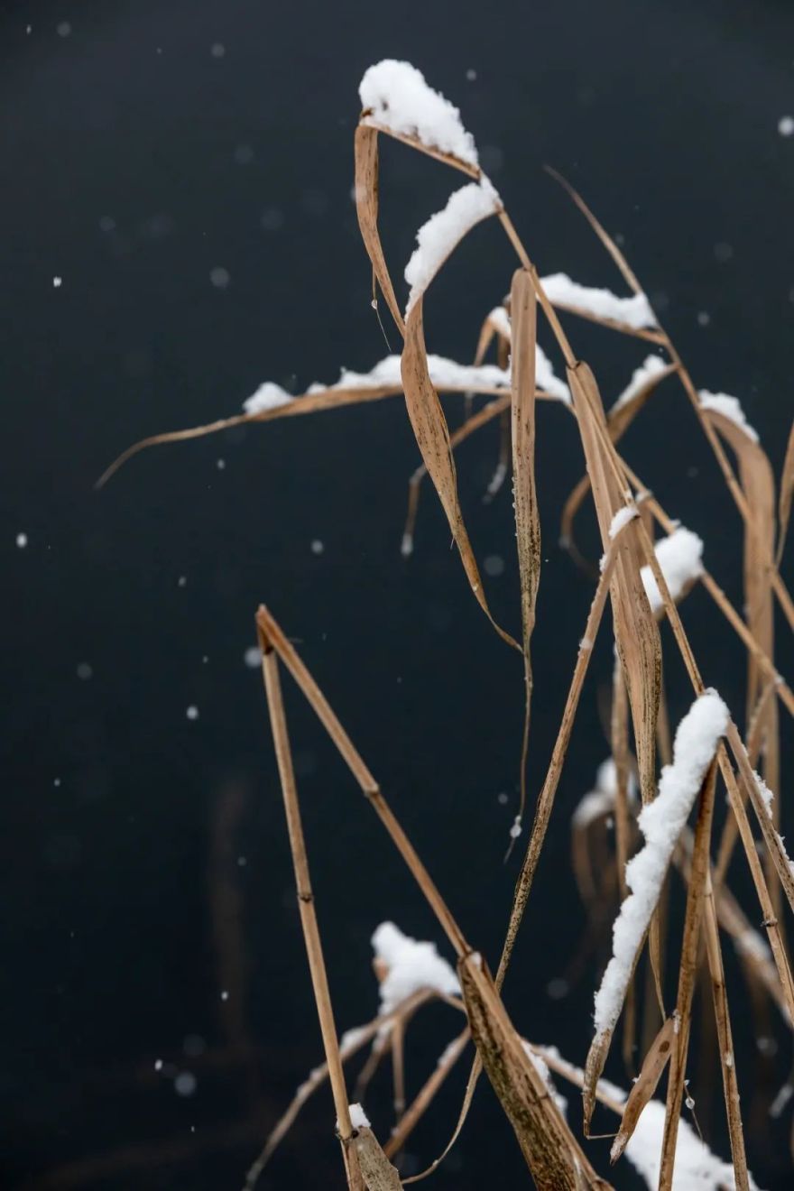 乌克兰 Shkrub 住宅丨Serhii Makhno-73