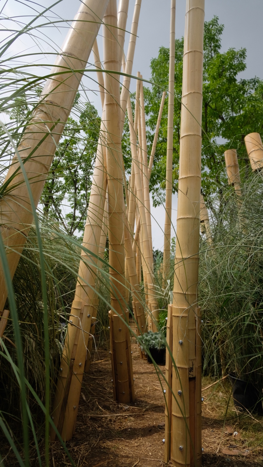 竹林丨中国成都丨Atelier Folie(北林风景建筑研究中心)-15