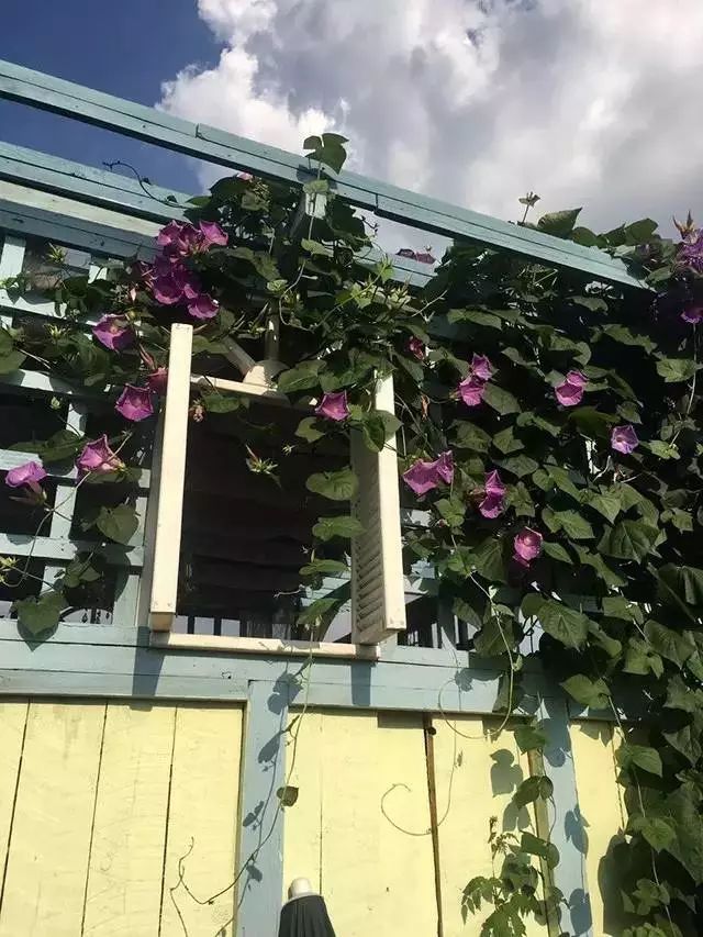 他建了座2亩的鲜花小院，满足你对花园的所有幻想-70