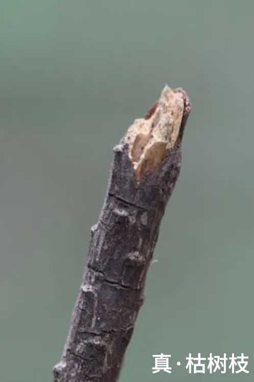 与自然和谐共生的茏腾生态馆-18