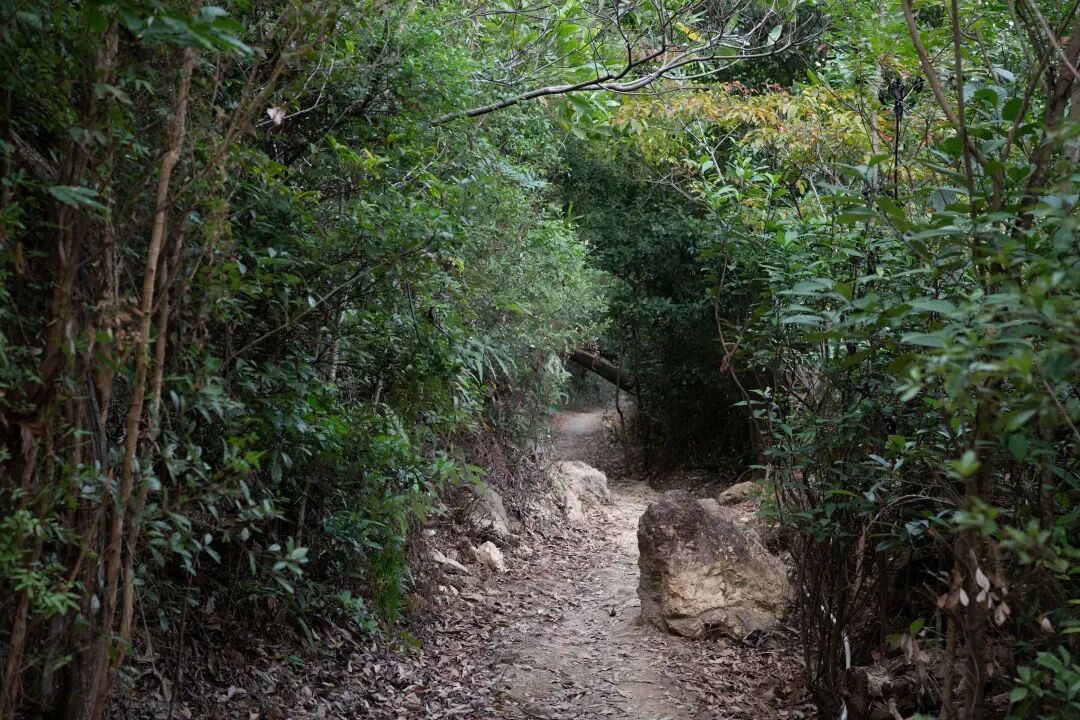 未名新作|山野有乾坤都市藏鲲鹏-深圳山海连城计划罗湖区东湖公园郊野径-莲塘口岸线-72