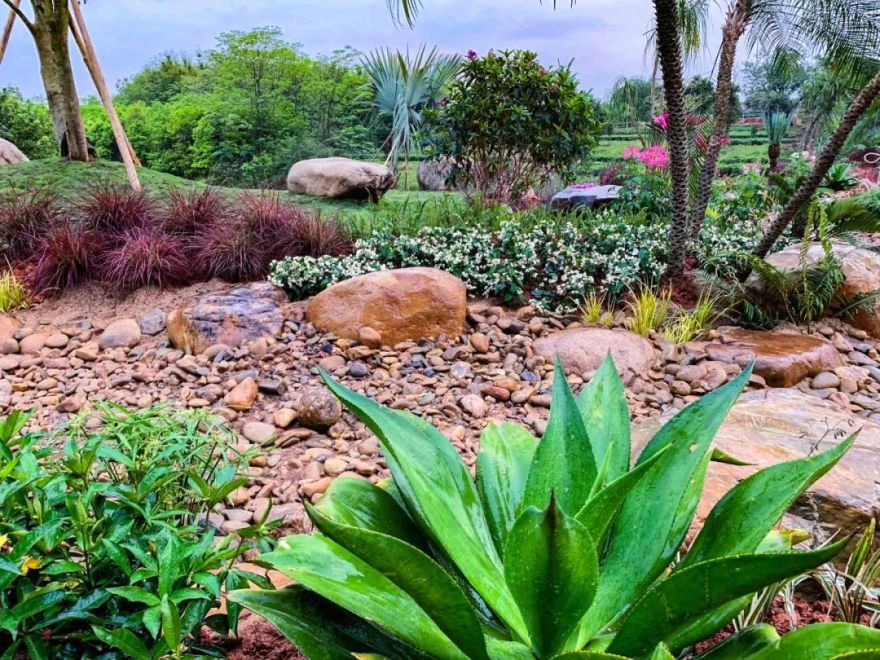 英德红茶小镇头采节展示区 -47