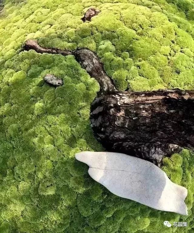 最美不过苔造园,探寻东方庭院的诗意之美-29