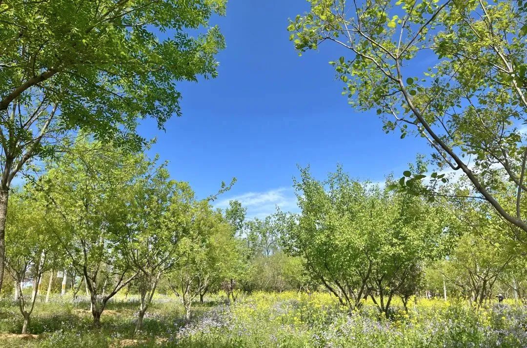 建证美好时代·优秀设计项目展播 | 丰台区青龙湖植树基地设计项目-69