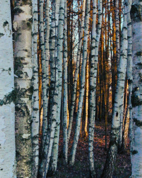 birches相关项目丨俄罗斯莫斯科丨信息未提及