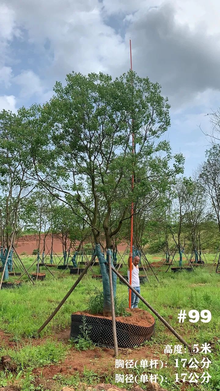 湖南衡阳 148 棵精品乌桕景观设计丨中国衡阳丨看见景观-115