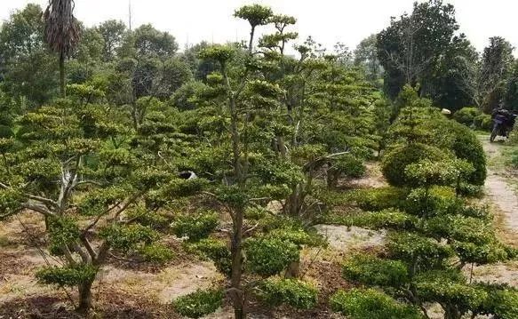 10 大最适合景观造型的树种解析-7