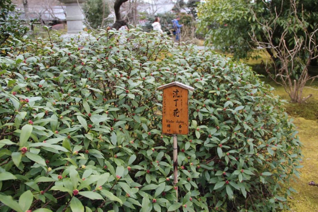 禅意花园里植物的那些事-90