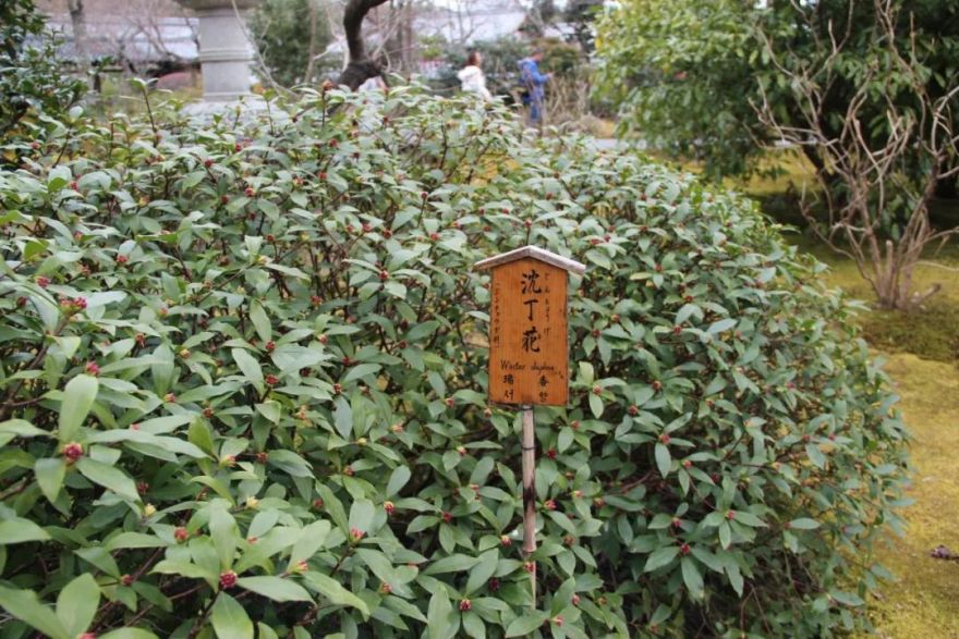 禅意花园里植物的那些事-90