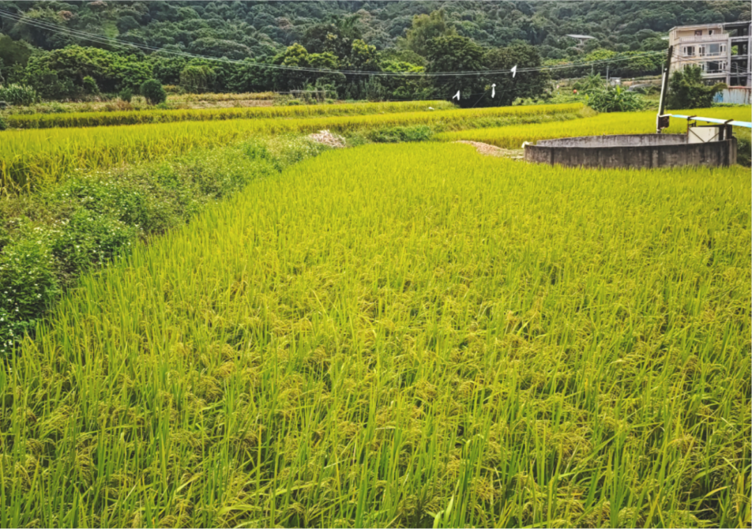 【获奖项目巡礼】⑥：生态文明理念下的新桃园乡村模式实践——东莞市清溪镇铁场村乡村社区建设规划-55