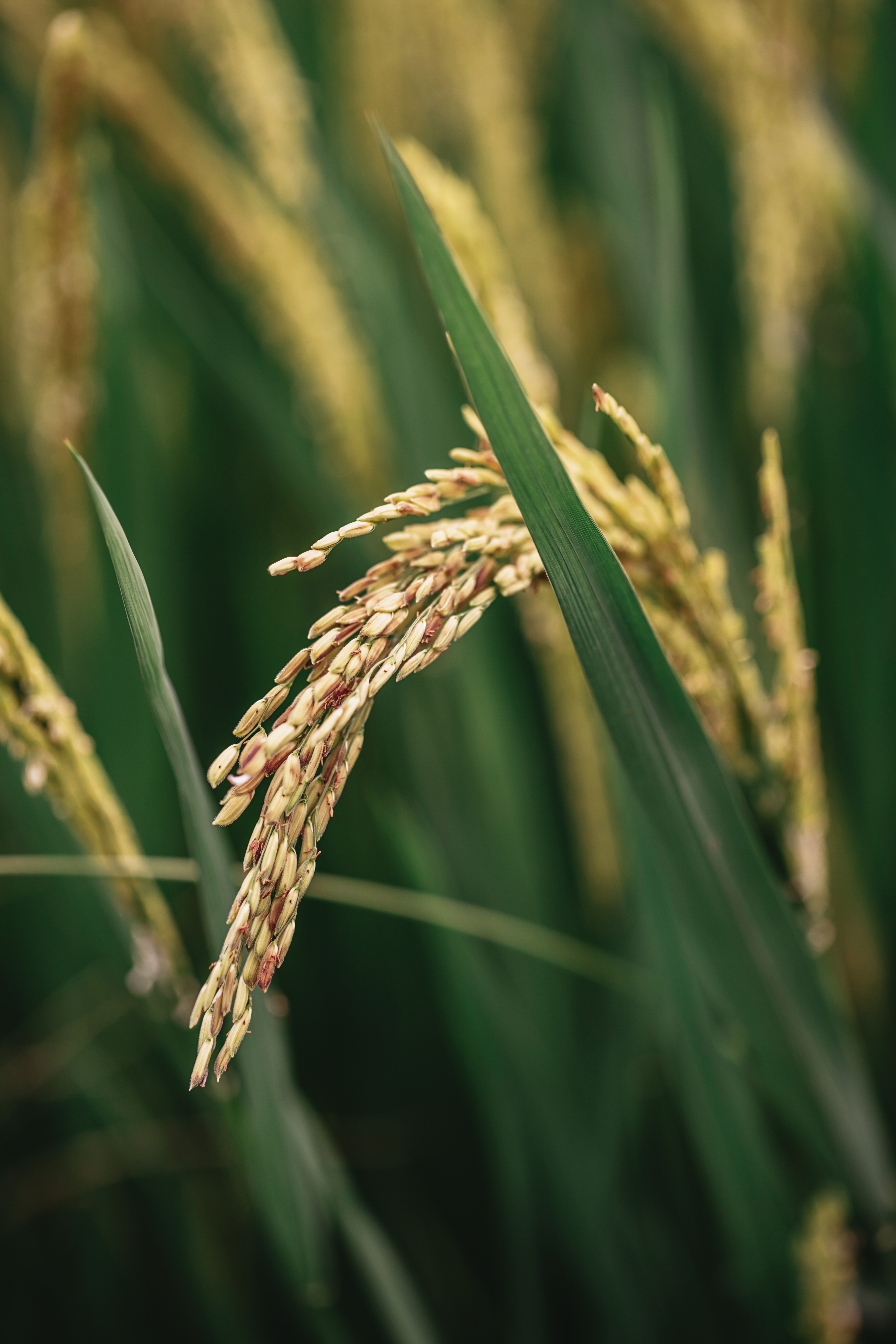 乡·田 · 川西林盘私董会宅院丨中国成都丨刘万彬,谢晓影等-11