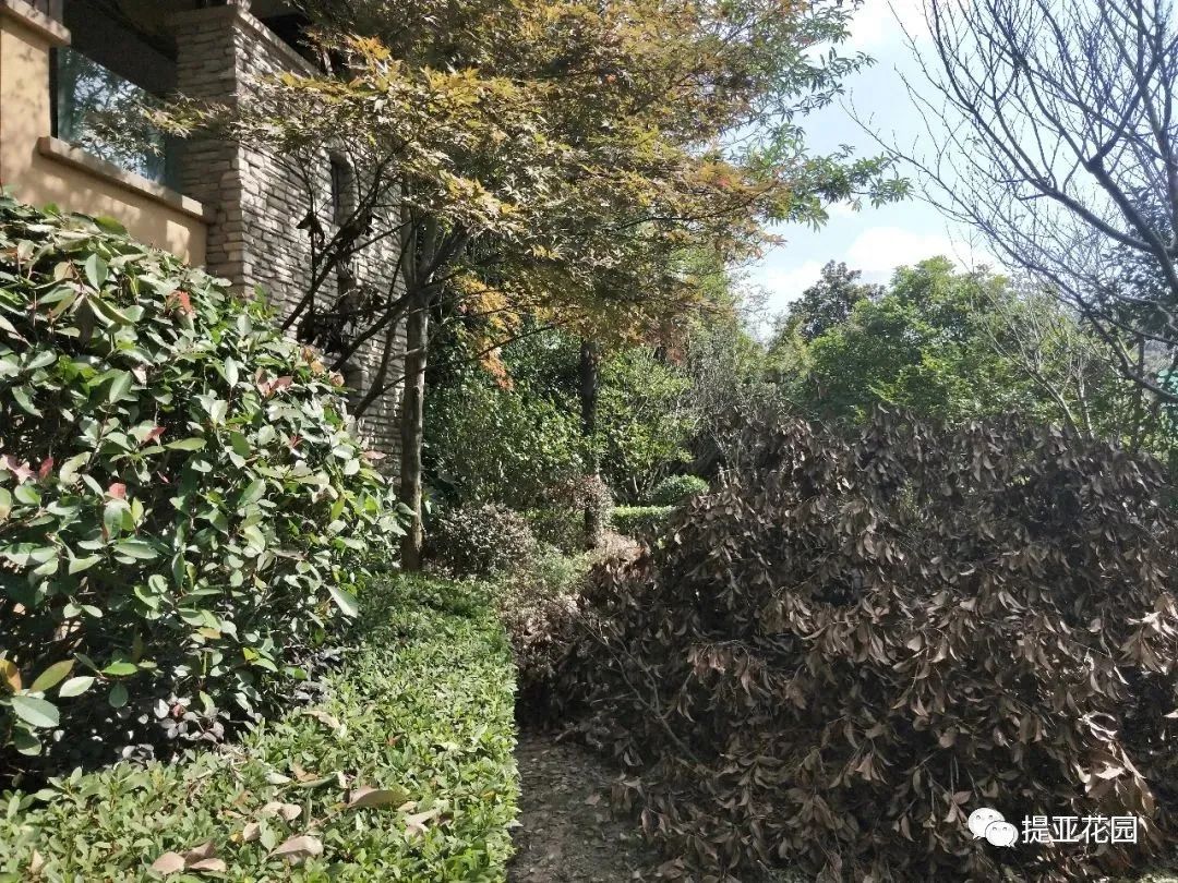 聆湖轩50号别墅花园设计丨中国宁波丨提亚生态科技(浙江)有限公司-59