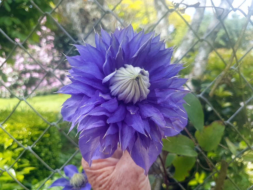 Cairnhill私人花园-28