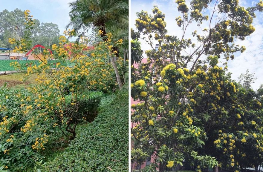 花城广州,四季繁花似锦的生态城市设计丨中国广州丨茏腾园林-16