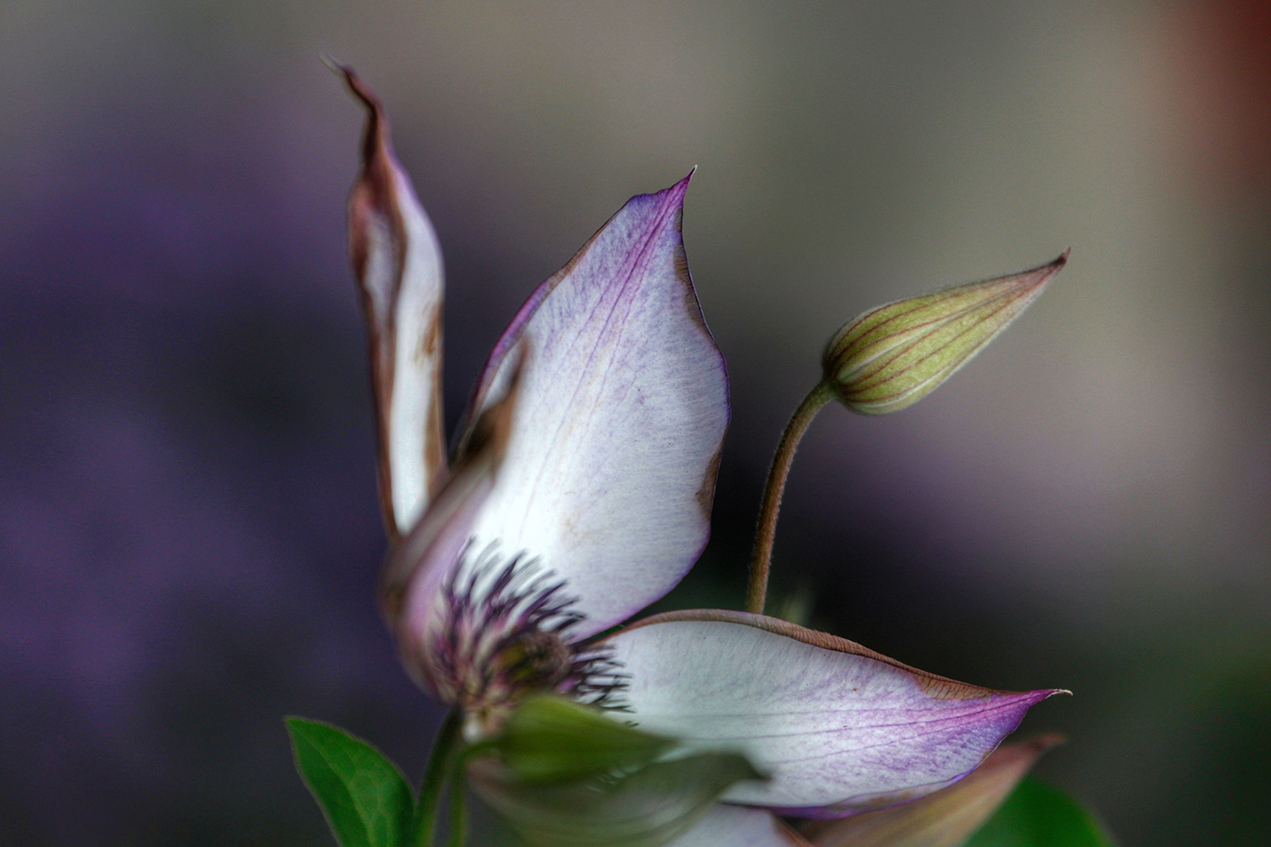 花 flower，蝶 butterfly-3