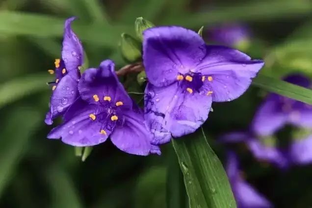 花境设计常用 60 种植物，让花园变得绚丽多彩-8