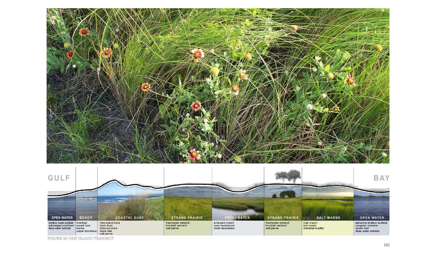 德州加尔维斯顿岛国家生态湿地公园丨美国-15