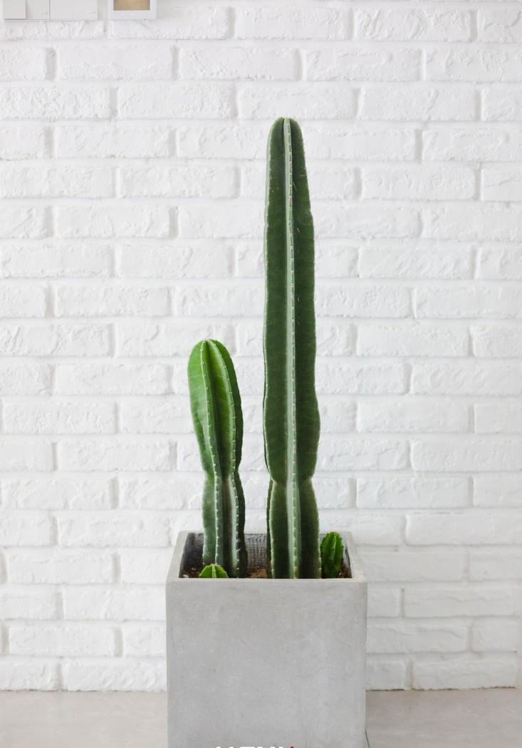 “喵”之家的幸福生活-55