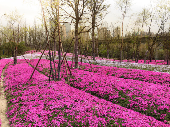 钱江世纪城机场路(金鸡路·杭甬铁路段)景观提升项目设计丨中国杭州-36