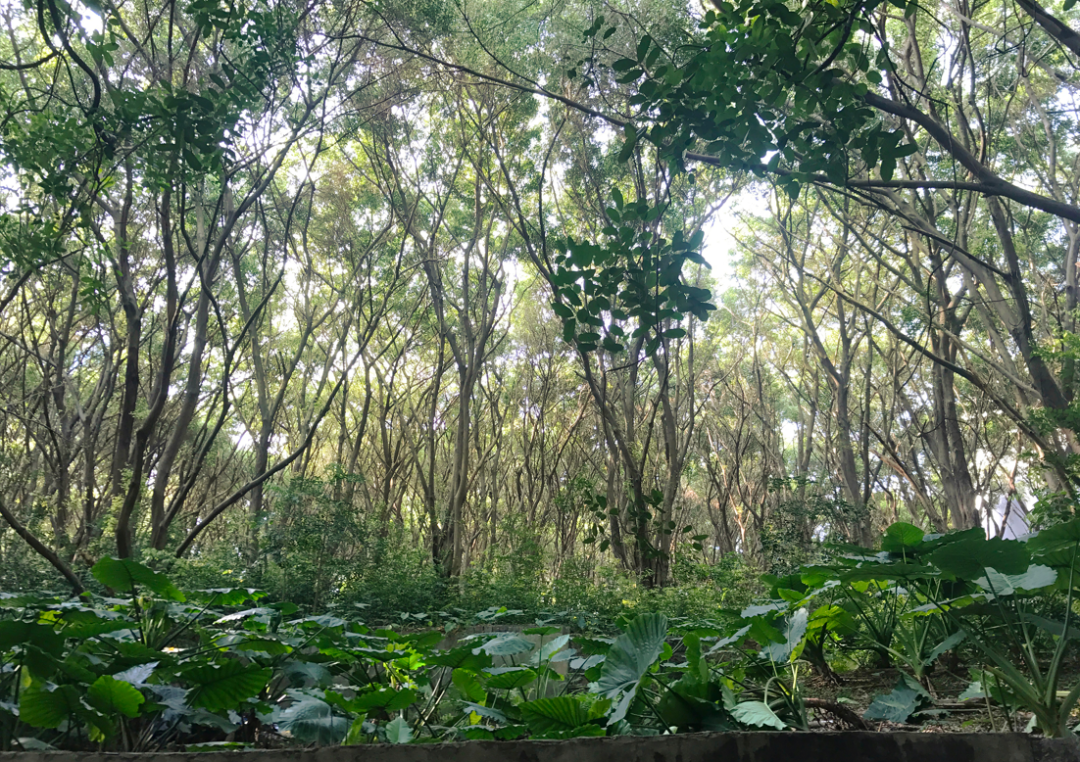 【AT建筑】榕树高台——荔园外国语小学（景田）设计札记（by直向建筑）-30