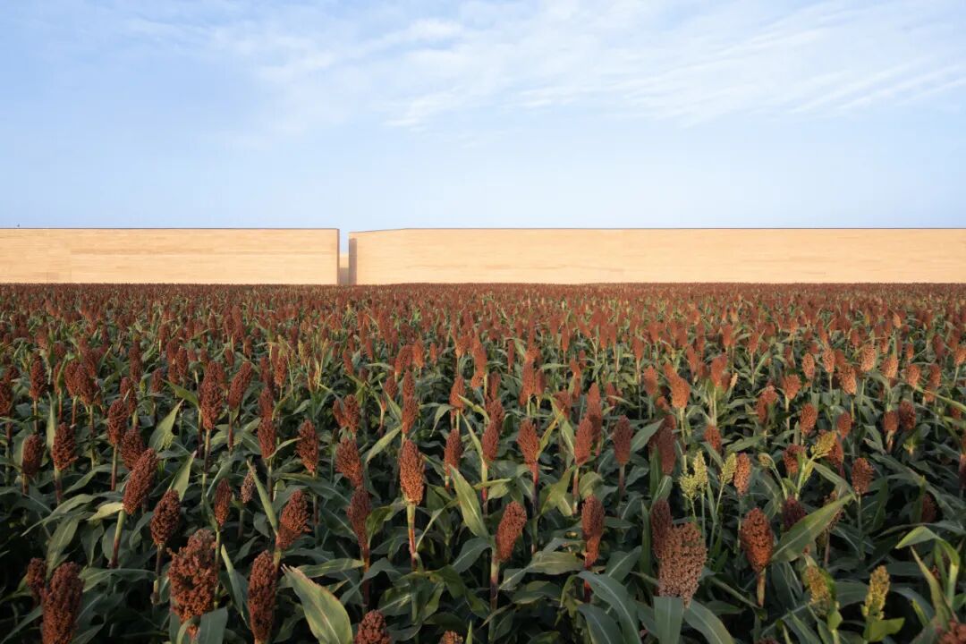 邀您投票|【只有河南·戏剧幻城】入围ArchitizerA+Awards礼堂&剧院类全球五强！-1