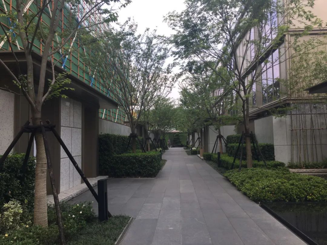 园路列植设计丨上景总工办-52