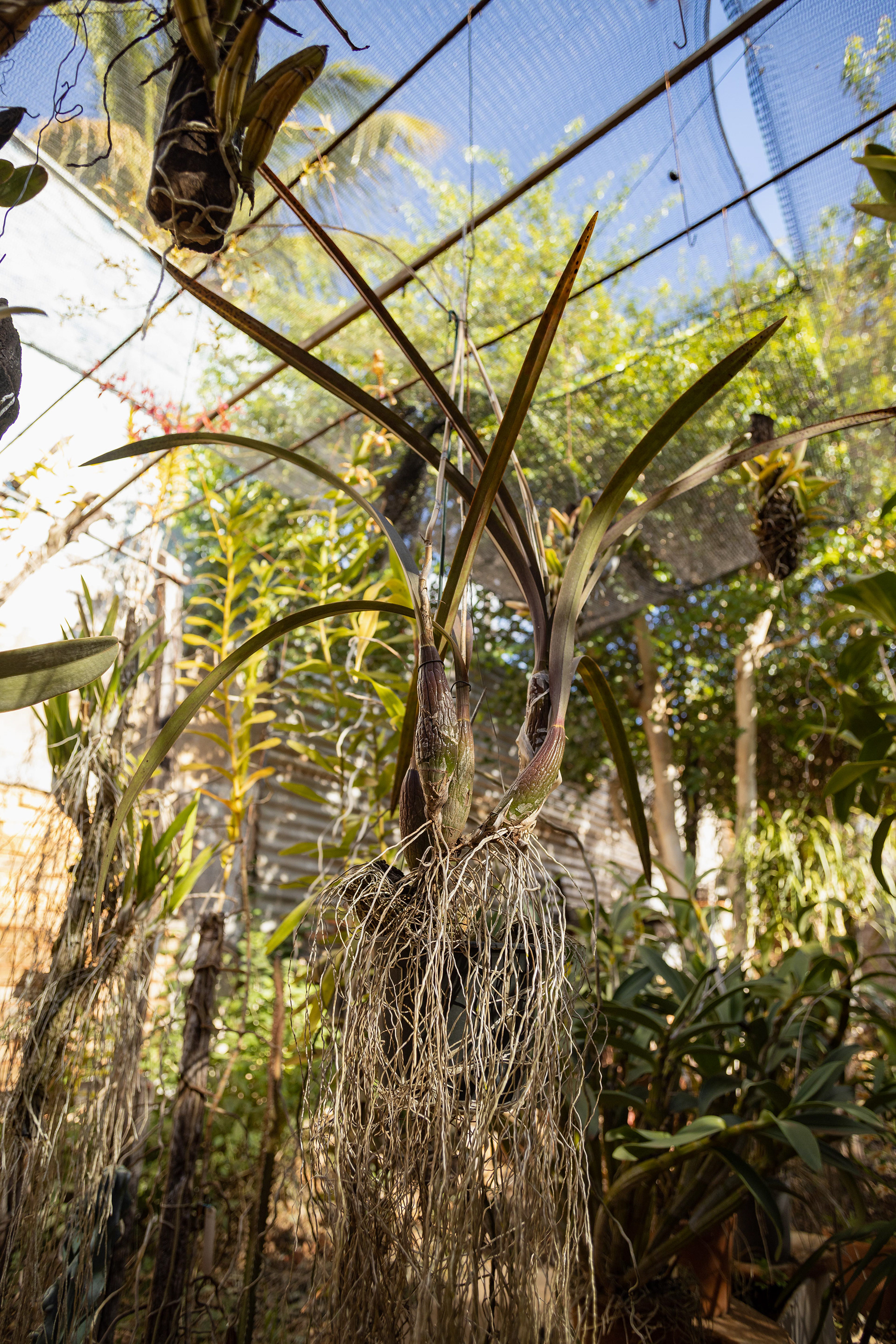 室内植物设计-5