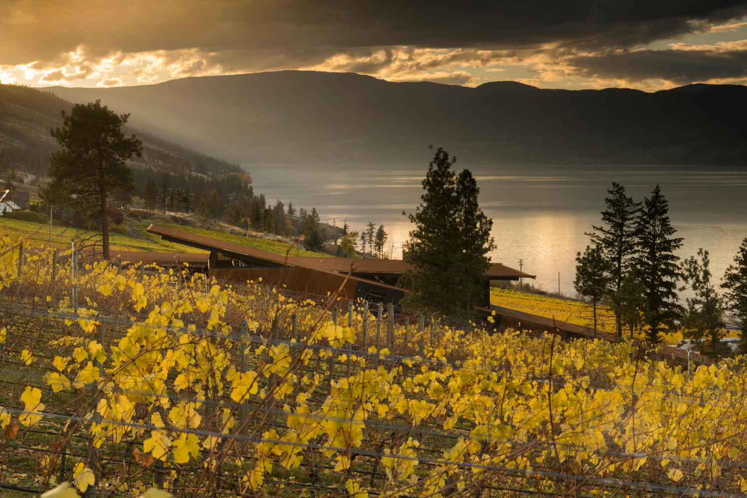 马丁巷酒庄·冯·曼德尔家族的重力酿酒传奇-36