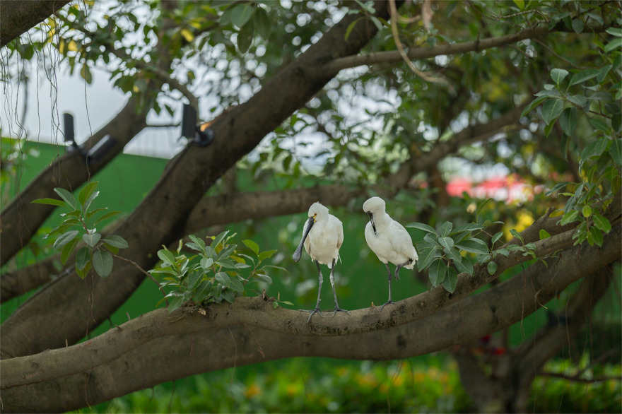 广州万象奇境榕林自然探索乐园丨中国广州-9