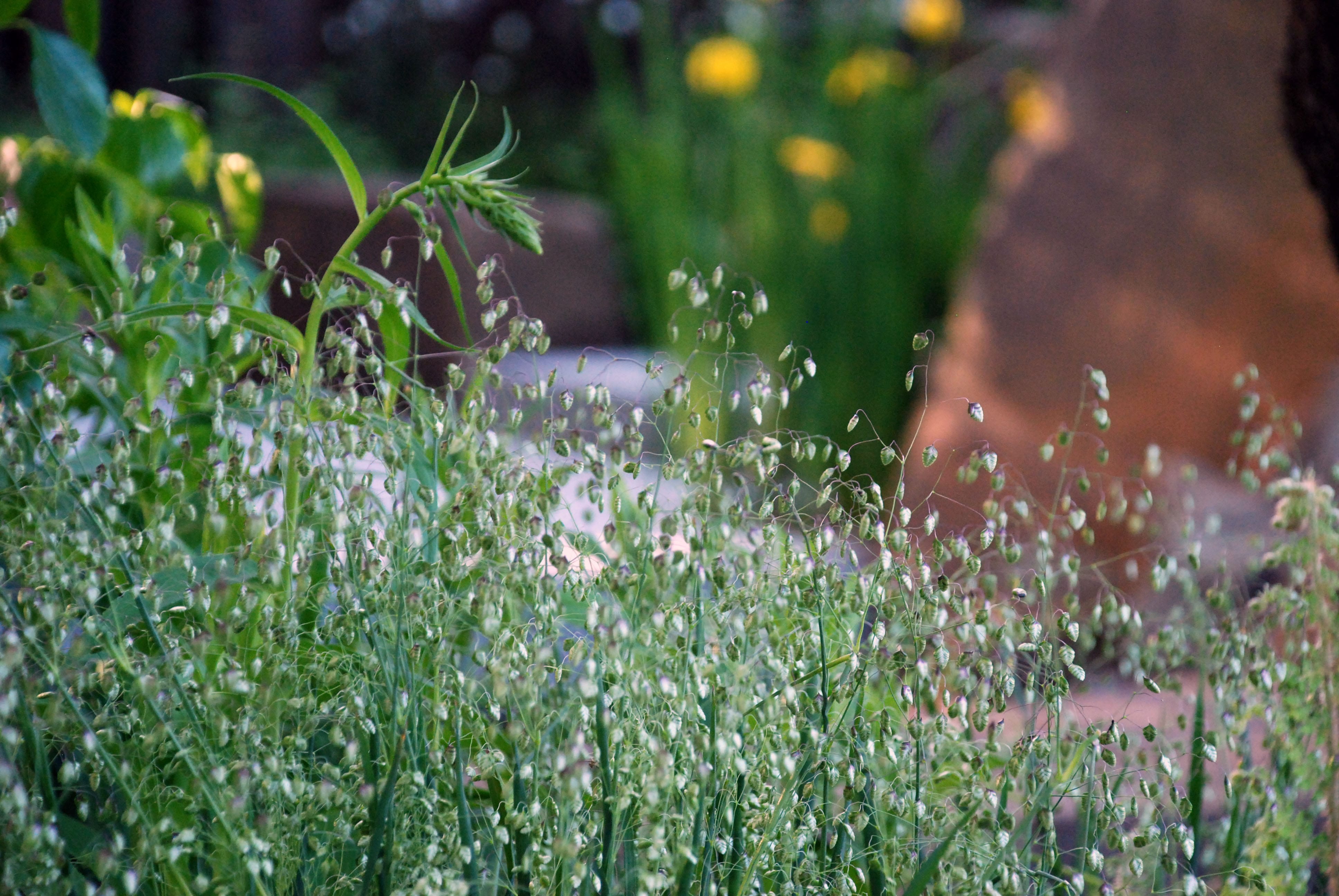 橡树林的回忆 | Cleve West 的 M&G 花园-27