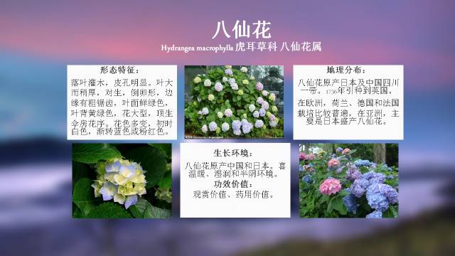 秋凌景观陪伴你学习的第3128天-61