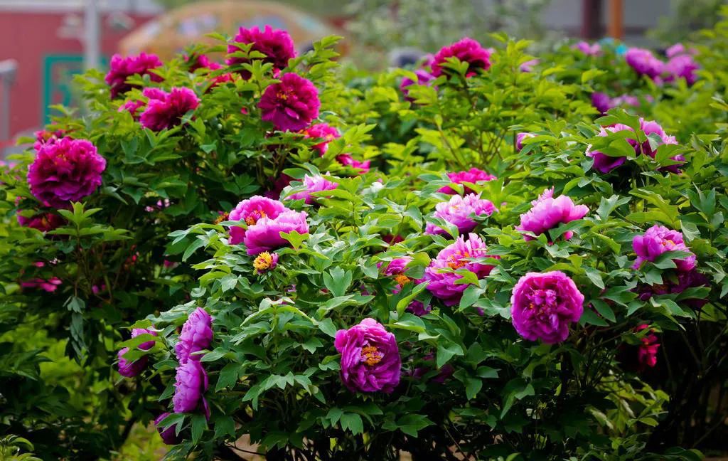 牡丹养护攻略 | 花园中的花中之王-7