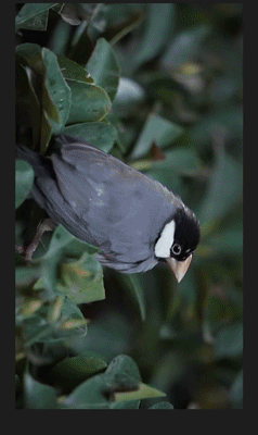 素丘園丨中国四川丨PONE普利策-129