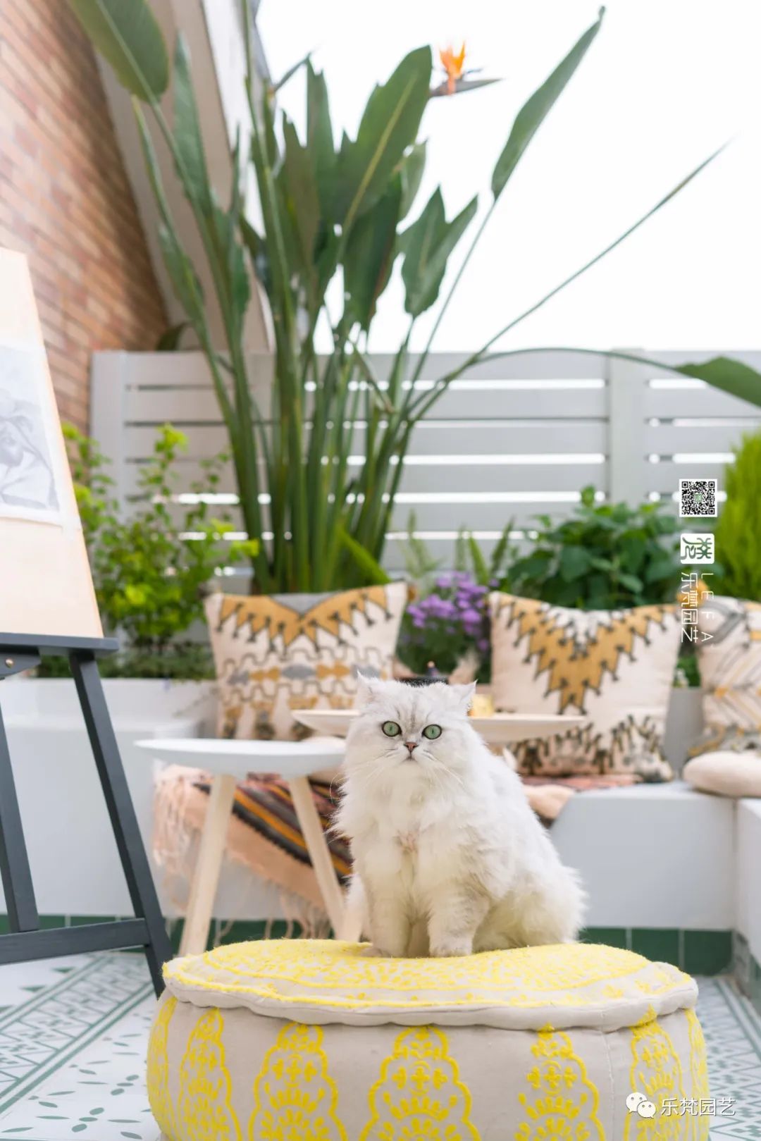 媚媚猫咪的摩洛哥阳台花园丨乐梵园艺-47
