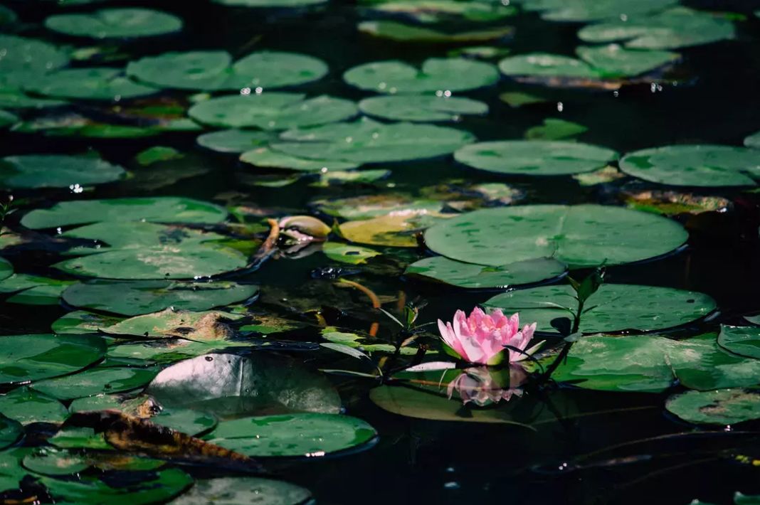 闲读消夏,书卷清凉-64