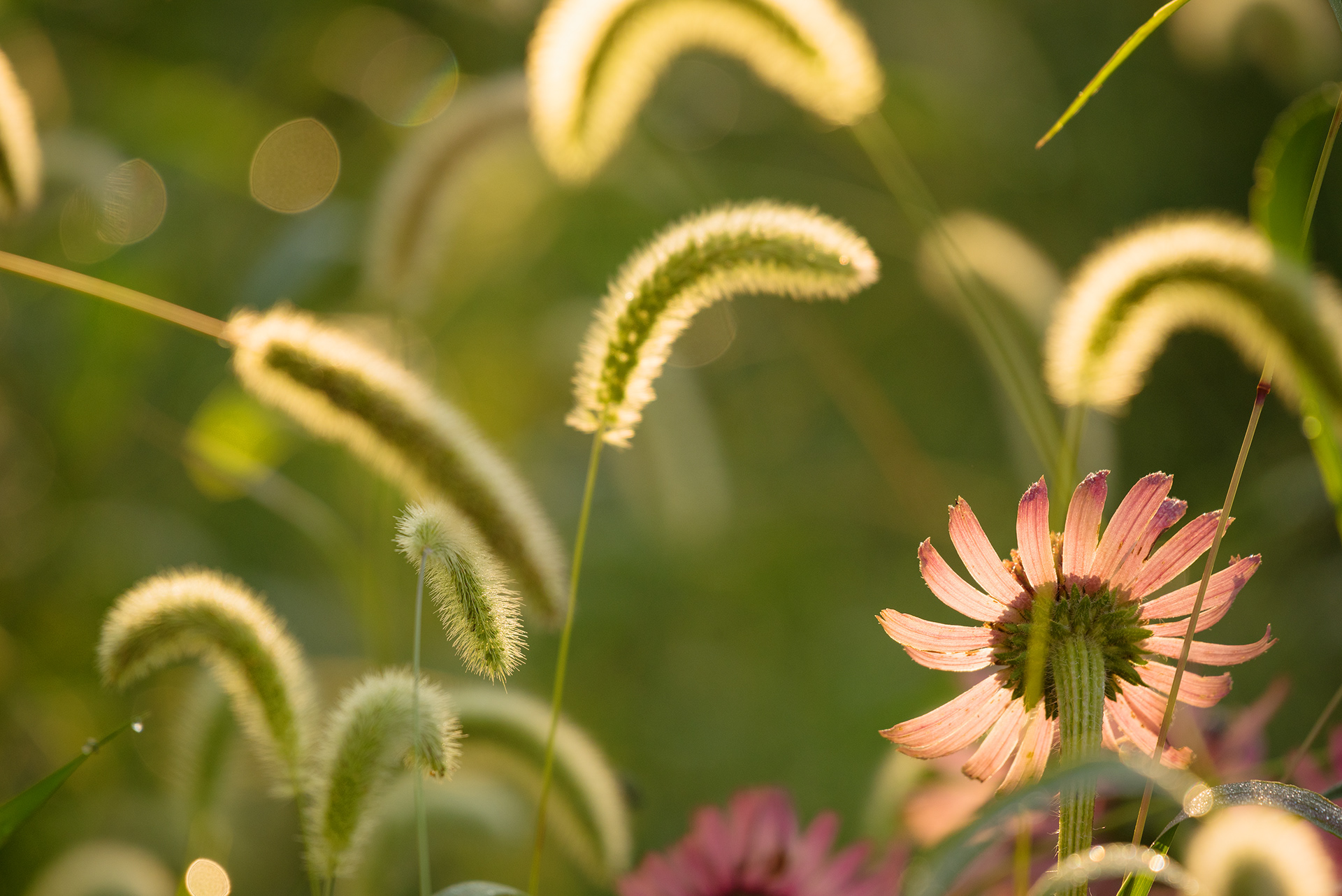 Knoxville, TN (USA).-49