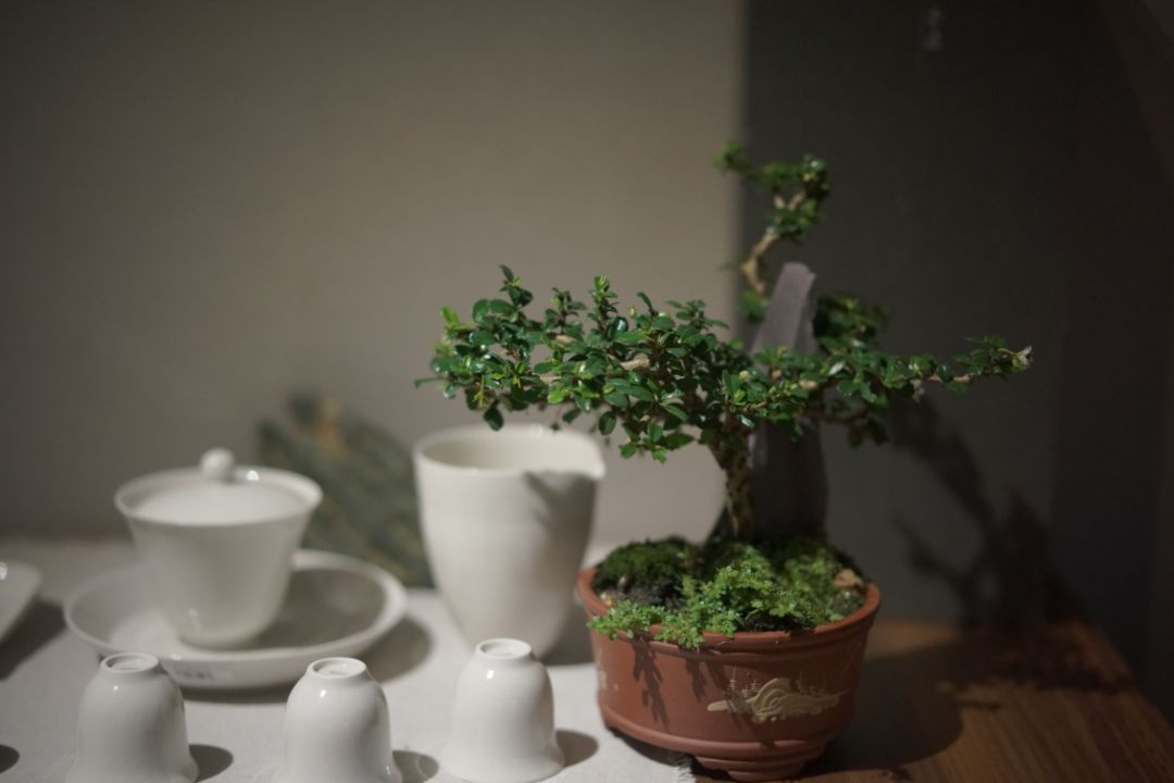 夏日茶室 | 绿色与自然的完美融合-27