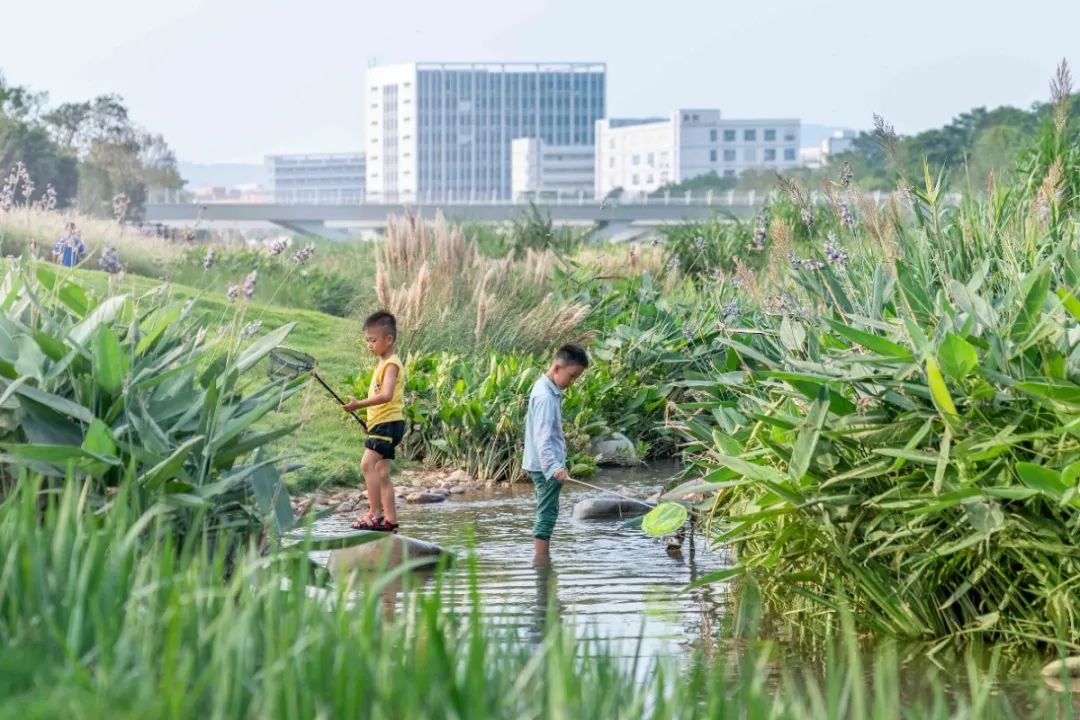 茅洲河碧道·光明段生态修复试点-100