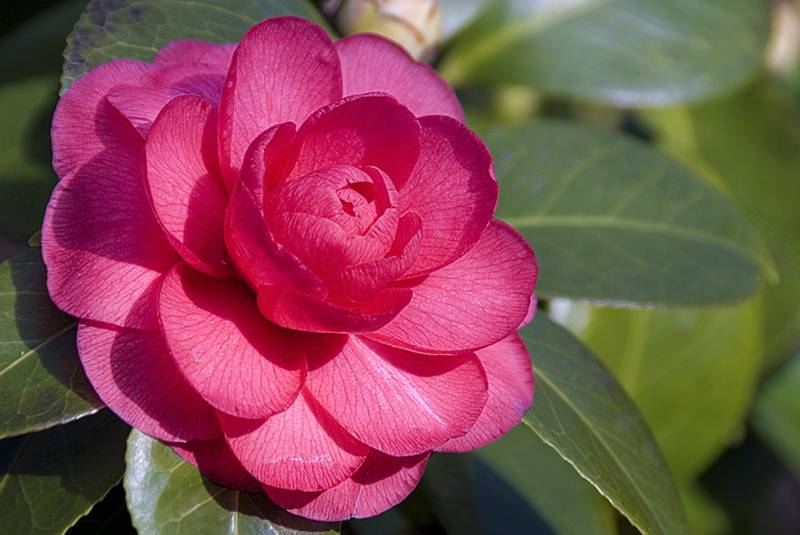 Giardino Botanico di Lione(里昂植物园)丨法国里昂-8