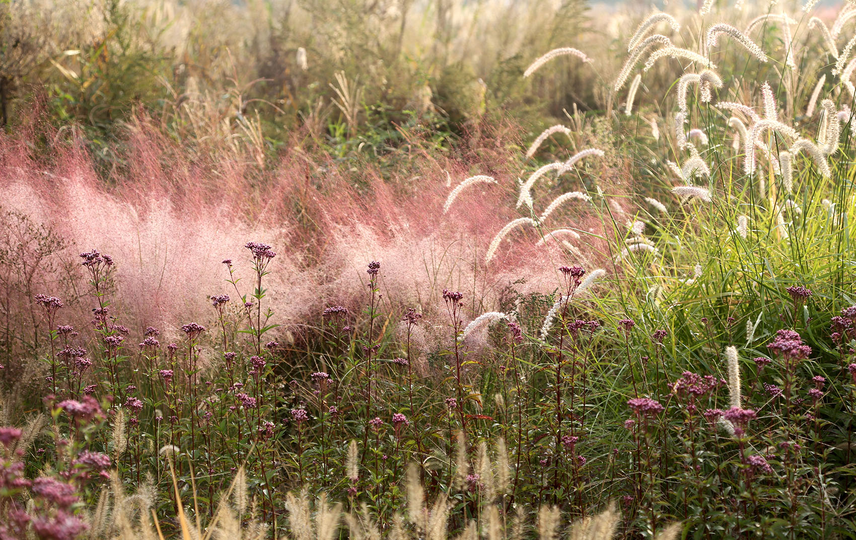多岛海野草公园丨中国日照丨孔祥伟工作室-148