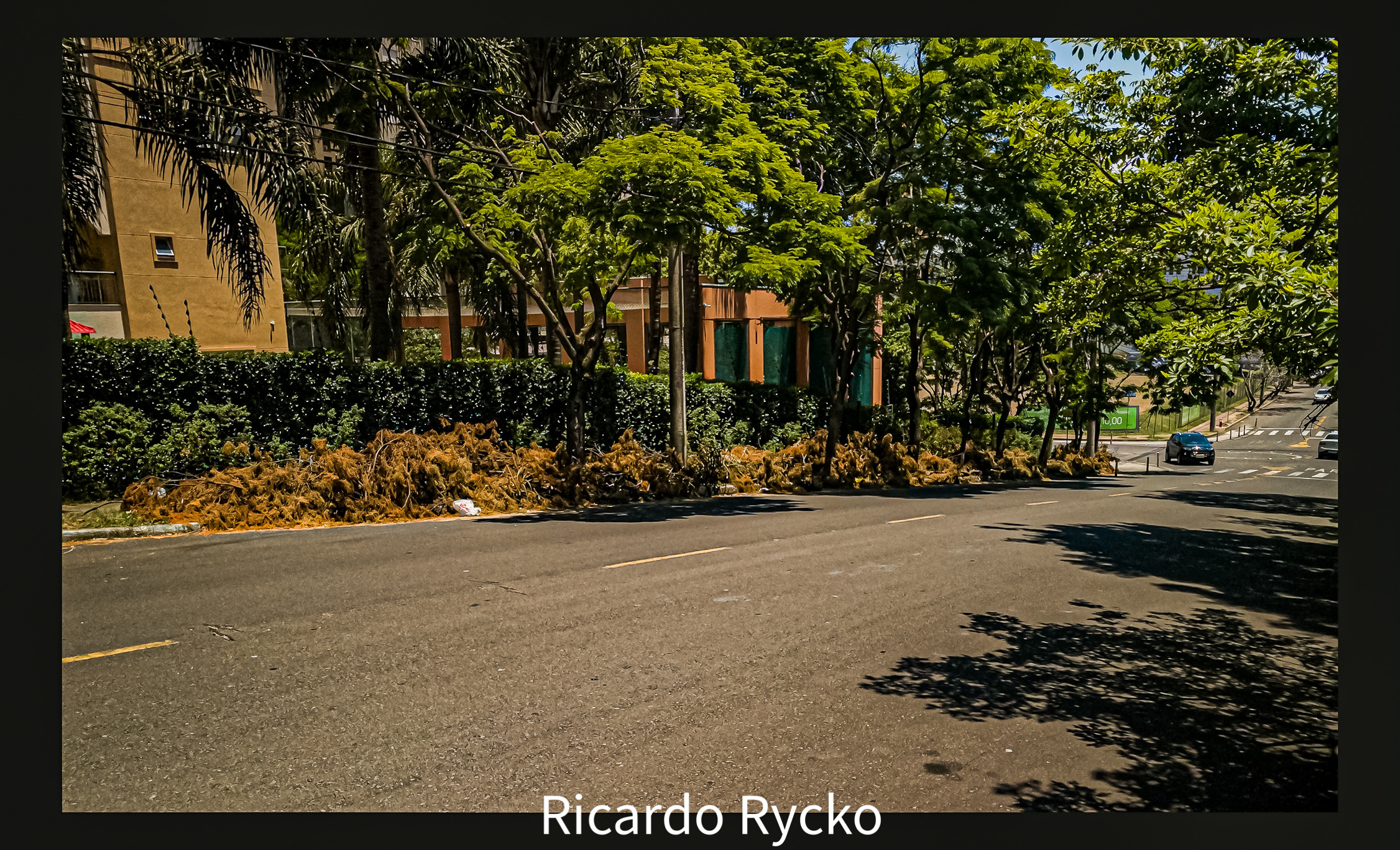 世界上的树木丨Sylvie D.-99