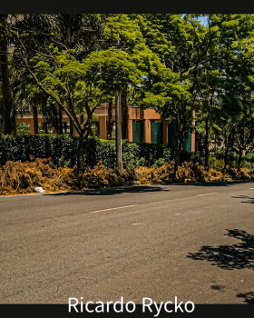 世界上的树木丨Sylvie D.